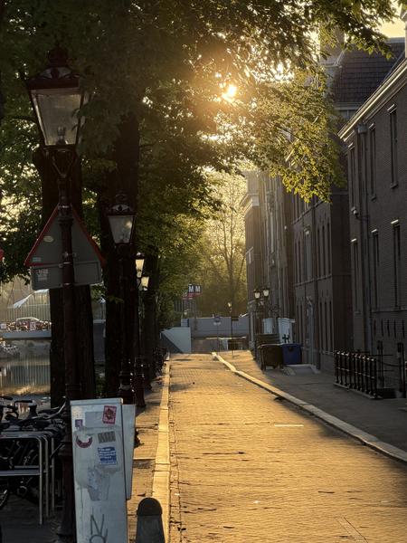 The morning sun casts a golden glow across a quiet cobblestone street lined with lush green trees and classic Amsterdam canal houses